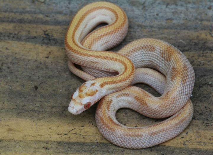 Butter Corn Snake